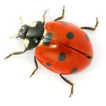 ladybird-website